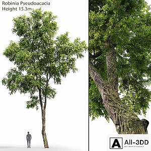 Robinia Pseudoacacia