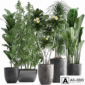Plant collection 311. Bamboo, Ficus, Dracaena, Banana, Indoor Plants, Plumeria, Black Pot, Bushes, Exotic Plants, Set