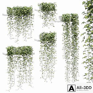 Ivy for shelves v2