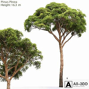 Pine