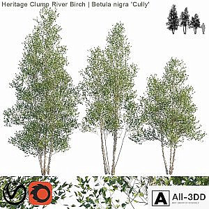 Heritage Clump River Birch | Betula nigra "Cully" # 2
