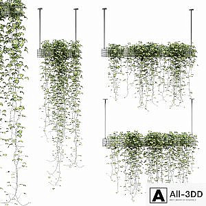 Ivy in hanging pots. 3 models