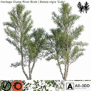 Heritage Clump River Birch | Betula nigra "Cully" # 3