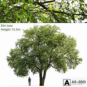 Elm