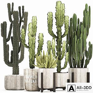 Plant collection 324. concrete, flowerpot, indoor cactus, cereus, spurge, carnegia, interior, desert plants, outdoor