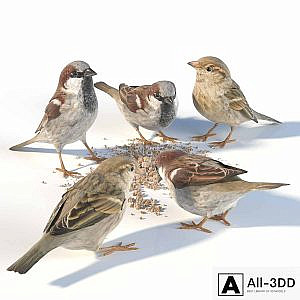 House Sparrow / 1