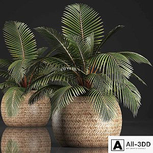 Plant Coconut palm 340. Small palm, basket, rattan, indoor, interior, eco design, natural decor