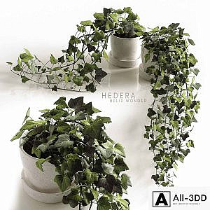 Hedera Helix wonder