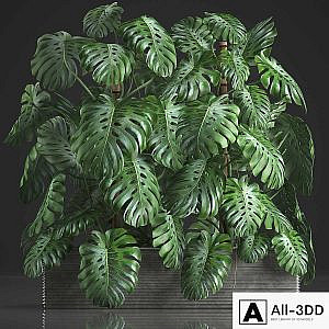 Plant collection 356. Monstera, thickets, bushes, indoor plants, pot, flowerpot, concrete, phytowall, phytomodule, exotic
