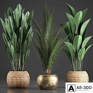 Collection of 360 plants. Banana, coconut tree, strelitzia, basket, rattan, indoor plants, strelitzia, eco design
