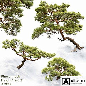 Pine