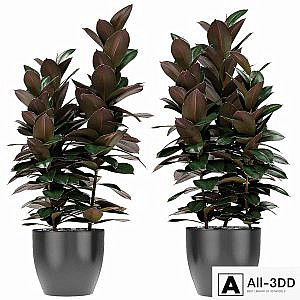 Plant in Pot Flowerpot Exotic Plant