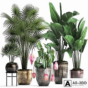 Plant Collection 373. Exotic plants, fan palm, banana, rapis, strelitzia, bush, luxury pot, flowerpot, decor, Raphis palm