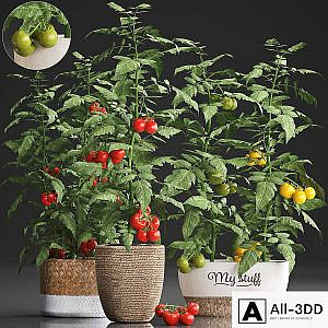 Collection of plants kitchen garden vegetable garden in modern pots planters with vegetables, tomato bush, kitchen greens, cherry, yellow, green, red. Set 385.