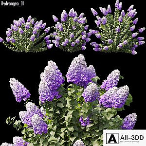 Hydrangea 01