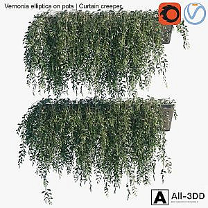 Vernonia elliptica on pots | Curtain creeper