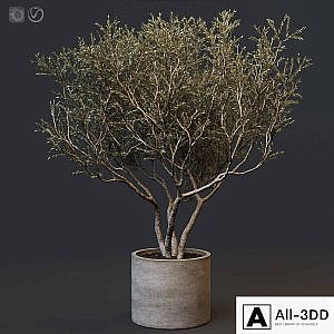 Plant set 02 - European olive