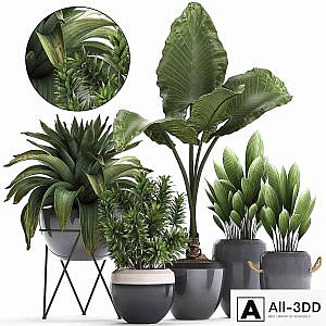 Collection of exotic plants in modern pots and vases with tropical bromelia, alokasia, dracaena, palm grass. Set 395