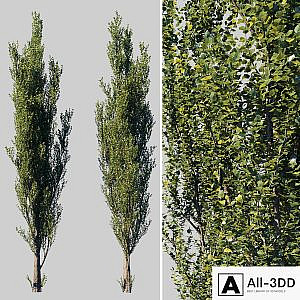 Pyramidal poplar / Populus pyramidalis
