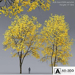 Autumn Ash | Ash-tree autumn # 3_4 (17-18m)