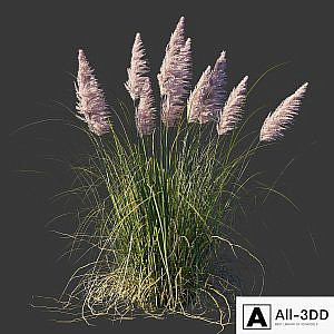 Cortaderia dioica Rosea / Cortaderia selloana Rosea