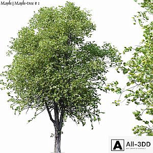 Maple | Maple-tree # 1