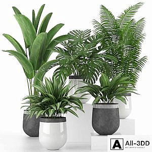 Houseplant Collection 03