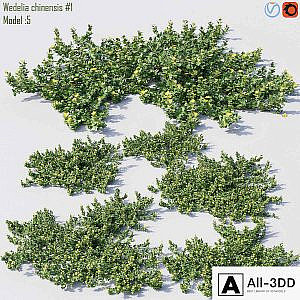 Wedelia chinensis # 1