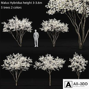 Blooming Apple Tree | Malus Hybridus flowering # 1