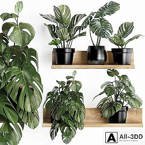 Collection of small plants wooden shelf with flowers in pots with a beautiful monstera bush. Set 403.