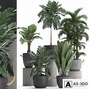 A collection of plants in modern black concrete pots with palm Cariota, Areca, banana, alokasia. Set 405.
