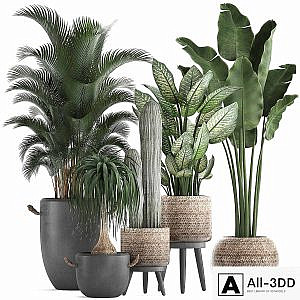 A collection of beautiful plants in modern concrete pots and baskets with Banana palm, hovea, loft, cactus, dracaena, Diffenbachia. Set 417