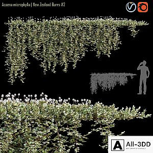 Acaena microphylla | New Zealand Burrs # 2