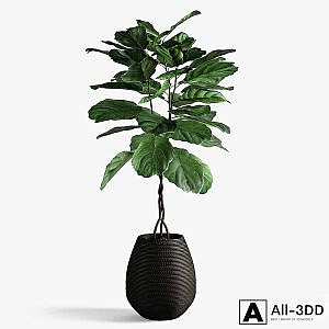 ficus lyrata