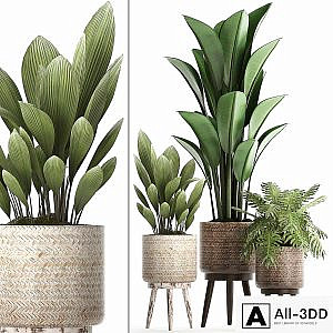 A collection of small plants in modern white rattan baskets with strelitzia, Philodendron, palm grass, ravenala. Set 428.