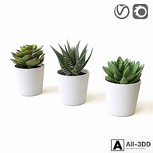 Succulents
