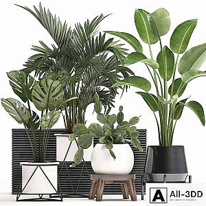 Collection of small plants in white modern pots with prickly pear cactus, banana palm, monstera, strelitzia. Set 448.