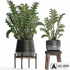Collection of small plants in modern round pots with flower stand Dollar tree, Zamiokulkas. Set 449.
