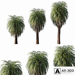 Macrozamia Moorei_palm tree 02