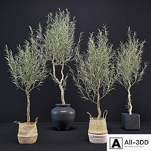 Olive Tree