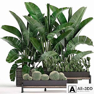 A collection of lush plants thickets in black pots with cacti, palm, strelitzia, bushes, prickly pear, banana. Set 458.