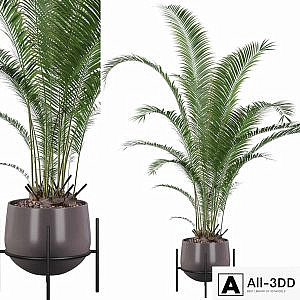 Plants collection 002 - Areca Palm 01