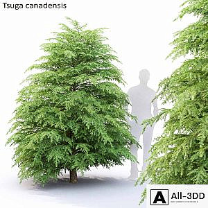 Tsuga Canadian | Tsuga canadensis # 1