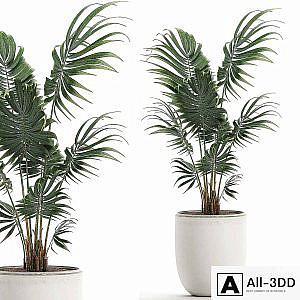 A beautiful small decorative indoor palm tree in a white modern pot with Hovea, kentia, neanta. Set 519.