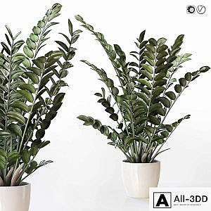 Amazing plant Zamioculcas in white vase