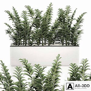 A small lush decorative exotic Zamiokulkas flower in a white pot with gravel. Set 535.