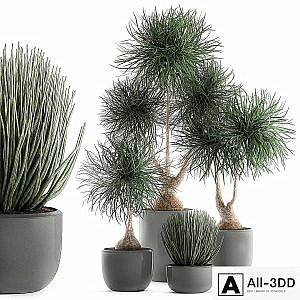 Collection of exotic plants in pots with bent Bokarnea, Dracaena, Sansevieria, desert plants. Set 540.