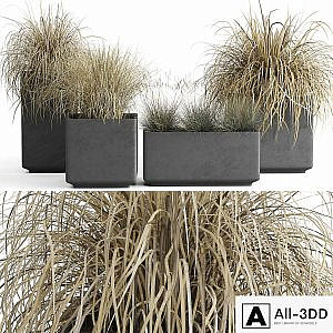Dry decorative cereals in pots