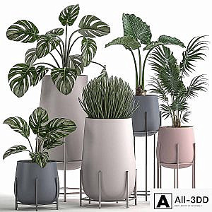 Collection of small indoor plants in modern pots on legs with Monstera, Palm, hovea, alokasia, Sansevieria. Set 547.