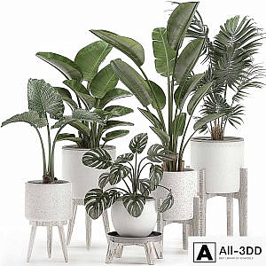 Collection of small plants in white pots on legs with Strelitzia, banana palm, hovea, monstera, alokasia. Set 557.